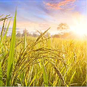 The legendary ancient rice revived from 150 years ago